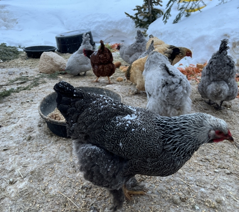 Little Jennie Ranch - Bondurant, WY. Our Chickens make it so we waste little to no food here at our operation. Whether its scraps or leftovers, the chickens take care of it