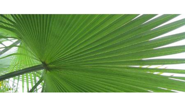 Australian Direct Cremations and Funeral Services - Woy Woy, NSW