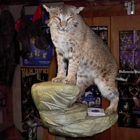 GLORIOSO WILDLIFE MOUNTS TAXIDERMY