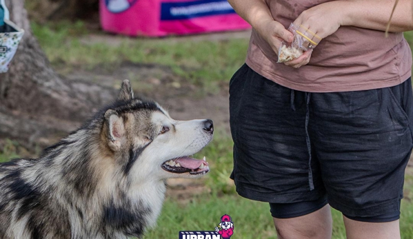 Urban Dog Training - Carindale, QLD