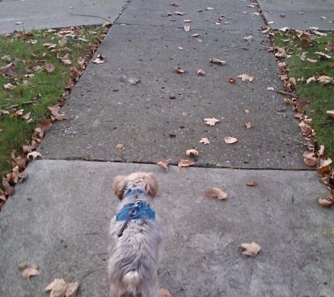 Walkin' Rover (Dog Walking) - Saint Clair Shores, MI