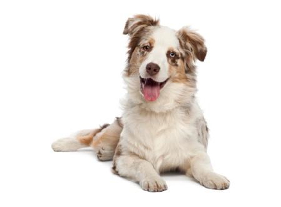 Pets Eternal Pet Memorial Services - Burleigh, QLD