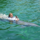 Miami Swim with Dolphin Tours
