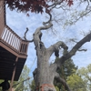 L & E Tree Service LLC gallery