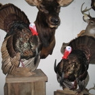 Broderick Head Taxidermy