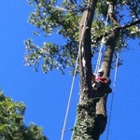 Tylan Tree Service