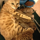 My Savannah Kittens - Pet Stores