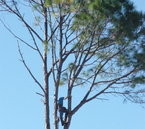 J & H Tree Services - Panama City, FL