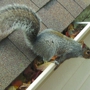 Barnes Wildlife Control