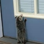 Photo #31