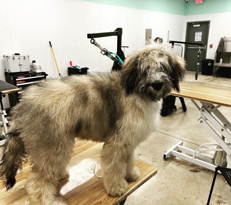 Ashley's Country Pup Store Dog Grooming - San Antonio, TX