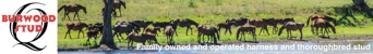 Burwood Stud - Horse Stud Breeders &/or Dealers