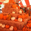 Pasadena Pumpkin Patch gallery