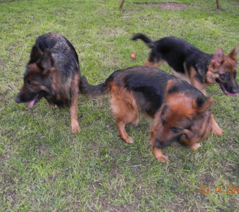 Miles Helmuth, German Shepherd - Fort Worth, TX