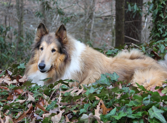 Indianapolis Obedience - Indianapolis, IN. Annie