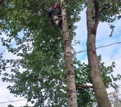 Carlos Tree Service Inc - Anchorage, AK