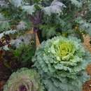 Louisiana Nursery - Nurseries-Plants & Trees