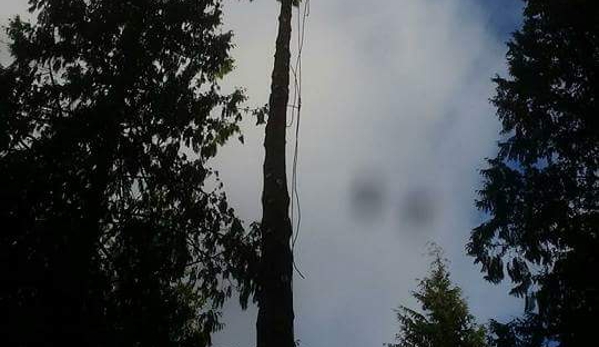 At the top tree service llc - Deming, WA