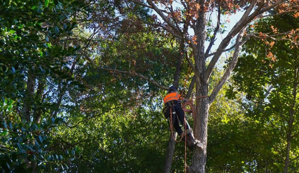 Bruce Helsel Tree Farm & Tree Removal - Cadillac, MI