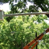 Schneider Tree Care gallery