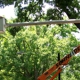 Schneider Tree Service