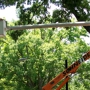 Schneider Tree Care