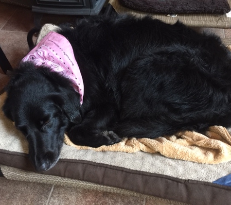 All Pets Mobile Grooming, LLC - Estes Park, CO. Relaxed Happy girl after!