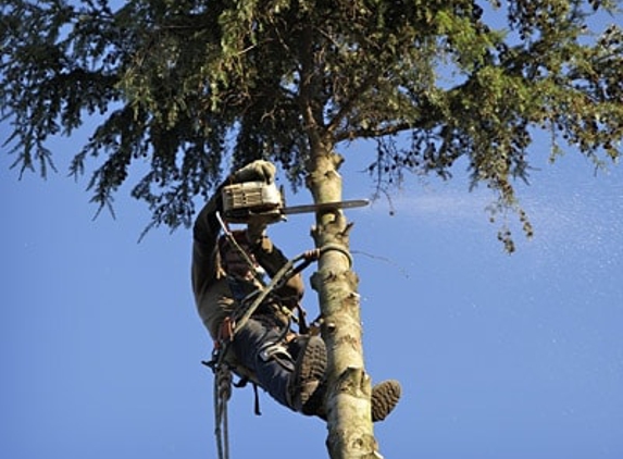 Trimmer Up Tree Service LLC - Deatsville, AL