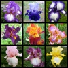 Comanche Acres Iris Gardens gallery