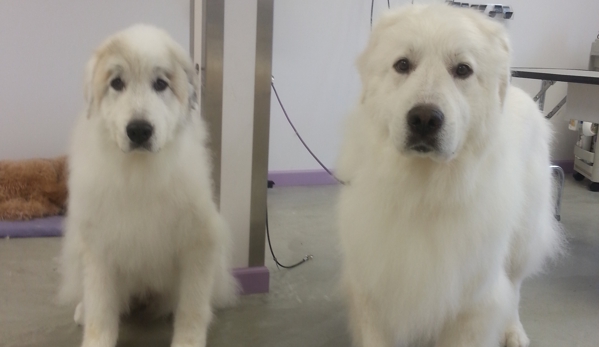 Adorable Dog Grooming - Hillsboro, MO