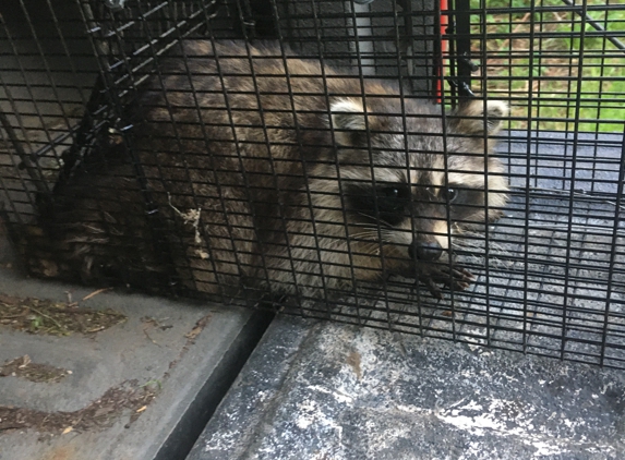 Nocturnal Wildlife Control LLC - Oswego, NY. Raccoon