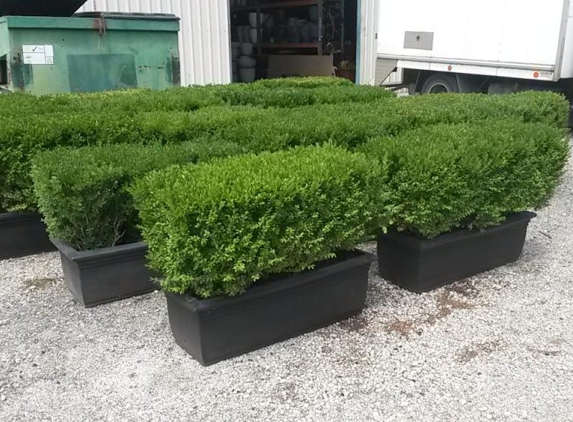 Short Term Plants - Dingley Village, VIC