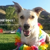 RenoTahoeDogs.com gallery