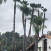 Vista Del Rey Tree Services gallery