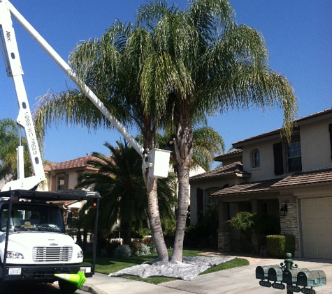 Wc Tree Service - Corona, CA