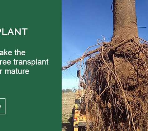 Cut Above Tree Care (Aust) Pty Ltd. Tree Transplant