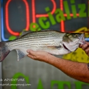 Big Red's Bait & Tackle - Fishing Bait