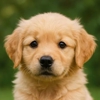Fur Buddies Dog Salon gallery