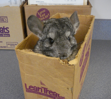 animal care center - Springfield, MO. Playing hide and seek in this box is fun!