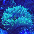 Reef Care Aquarium Services