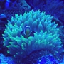 Reef Care Aquarium Services