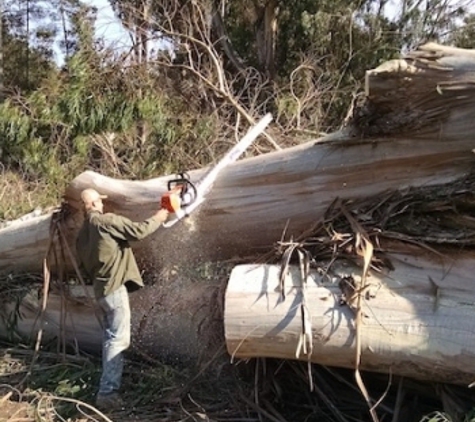 Big Tree - Cambria, CA. Tree Removal