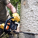 Jo Jo's Bee Lawn & Tree Service - Tree Service