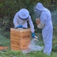 Windswept Hill Apiary