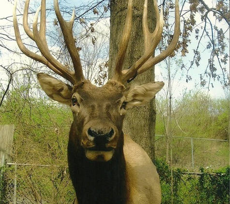 Frank's Taxidermy and wildlife art - St. Louis, MO