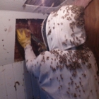 Firstchoice Bee Removal