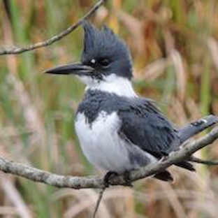 Wild Birds Unlimited - Albuquerque, NM