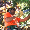 Mike's Professional Tree Service gallery