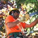 Mike's Professional Tree Service - Arborists