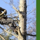 Camacho's Tree Service